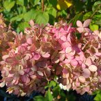 Hortenzia metlinatá (Hydrangea paniculata) 'LIMELIGHT'® - výška 150-170 cm, kont. C45L - VIACKMENNÁ